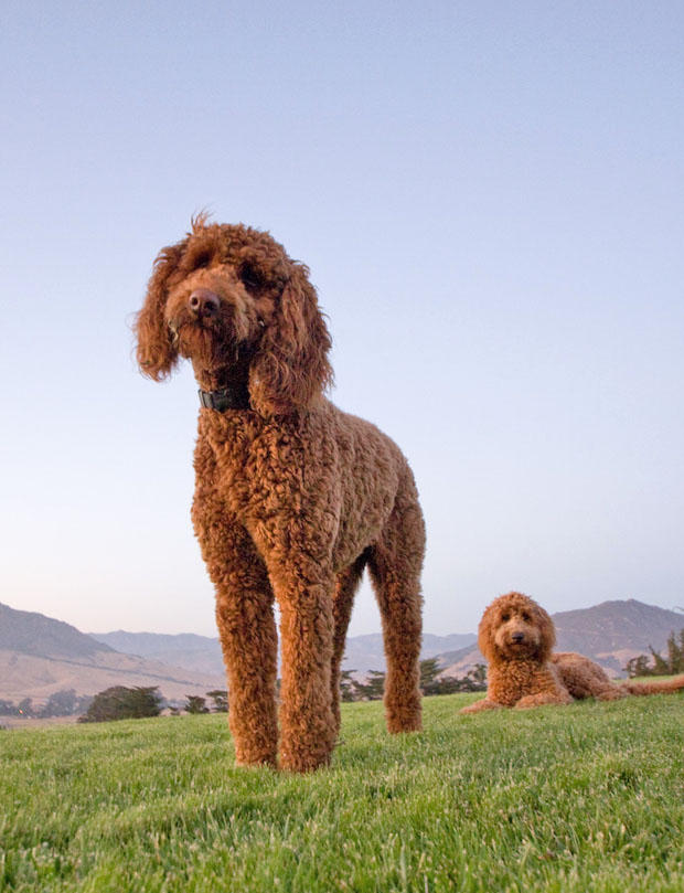 Dogs at dusk.  Wonderful colors.  Image courtesy of mayhem on flickr.