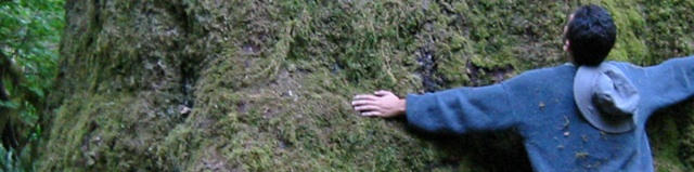 treehugger