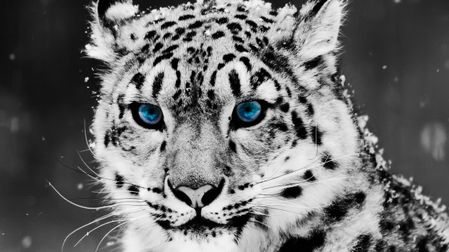 snowleopard
