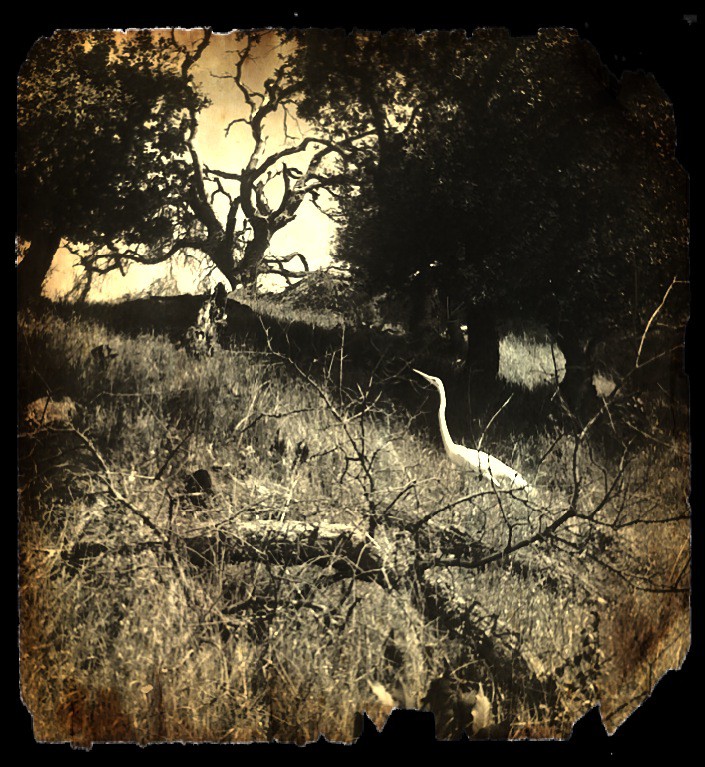 Egret - Pencil Sketch-Burnt Paper