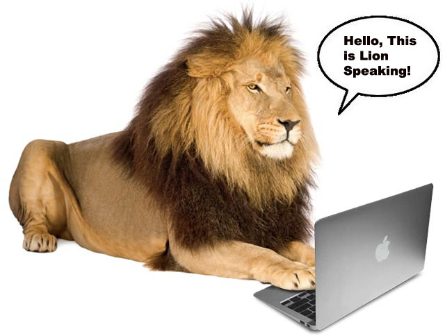 Lion (4 and a half years) - Panthera leo