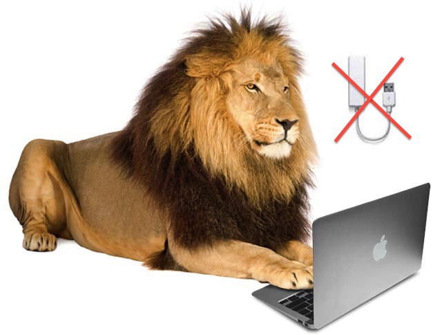 Lion (4 and a half years) - Panthera leo