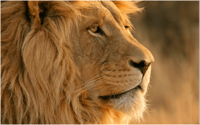 Mac-OS-X-Lion-Wallpapers2
