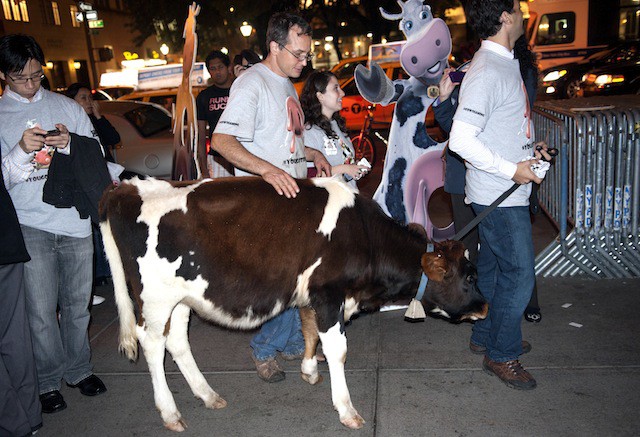 iPhone4s_cow