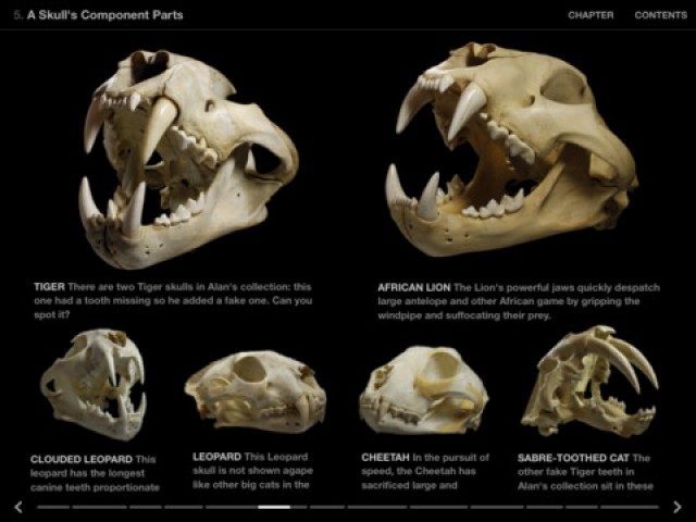 skulls