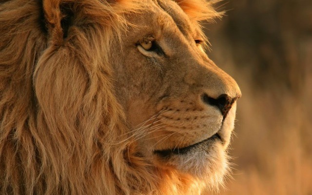 lion