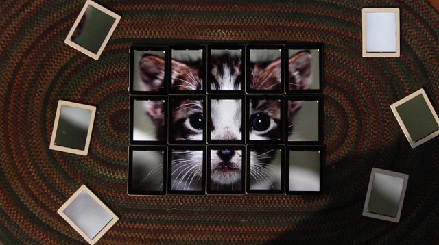 cat