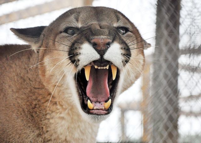 angrymountianlion