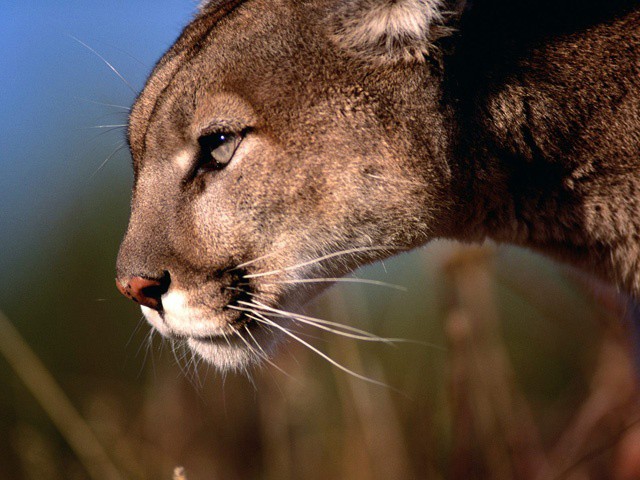 OS X Mountain Lion is here, and it's even sleeker than Lion.