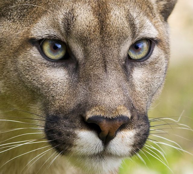 mountainlion