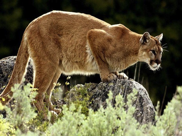 Some Mac security and Mac management tools already support Mountain Lion, but there are many that haven't gotten their yet.
