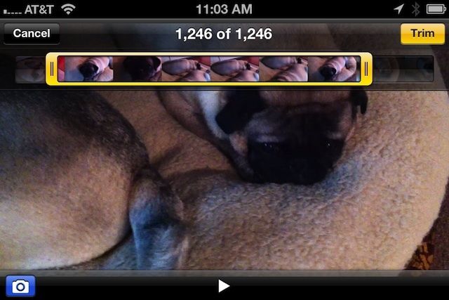 A face only a pug owner could love.