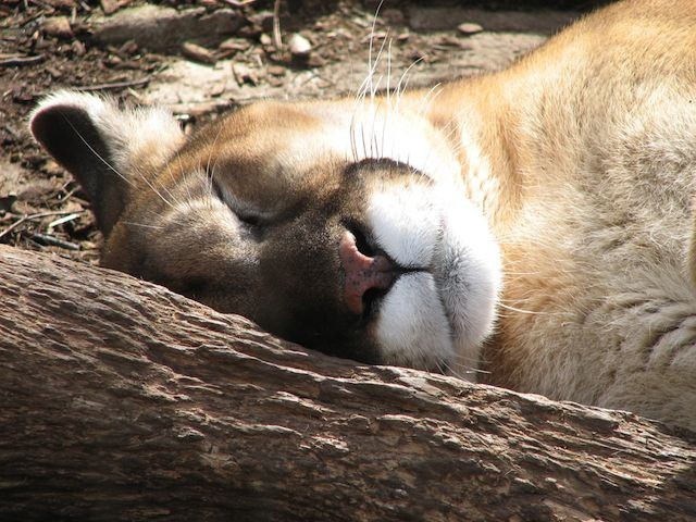 sleepy