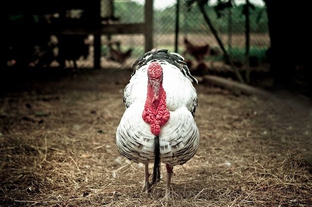 eatthedamnturkey
