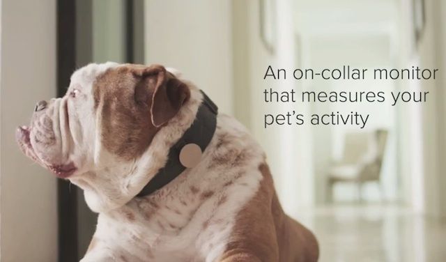 dogiphonetracker