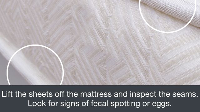Bed Bug Proof