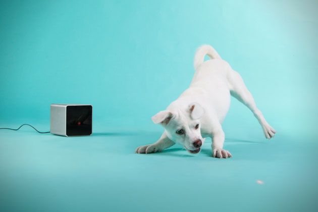 6 about to break finalist Petcube.