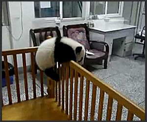 A baby panda jailbreaking. Just because.