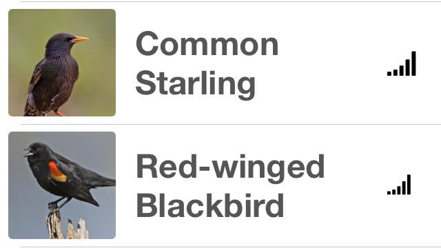 Local Birds