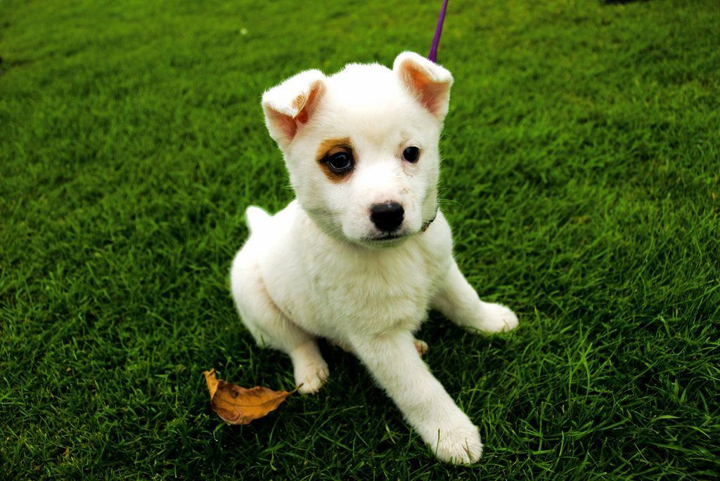 Puppies