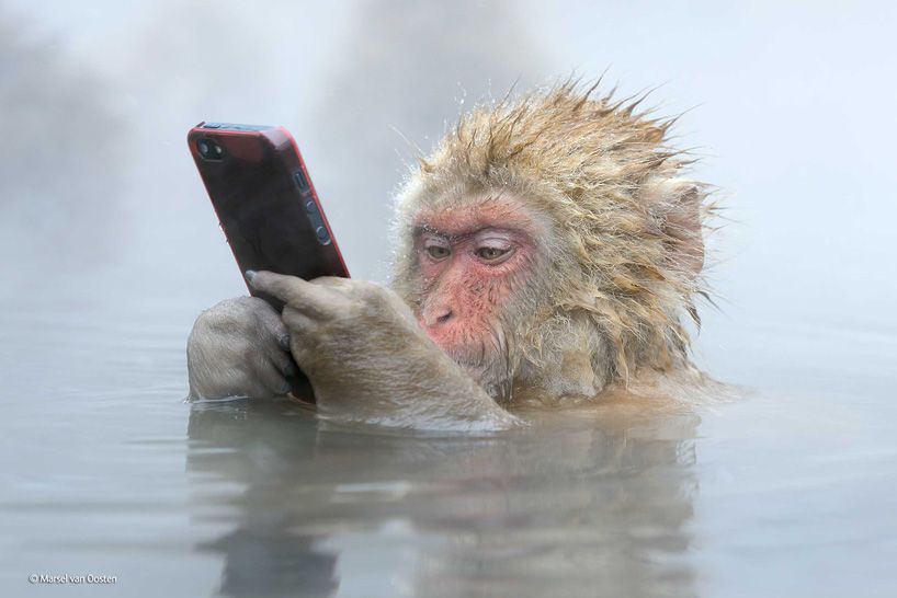 This picture won a Wildlife Photographer Of The Year award. Photo: Marsel Van Oosten