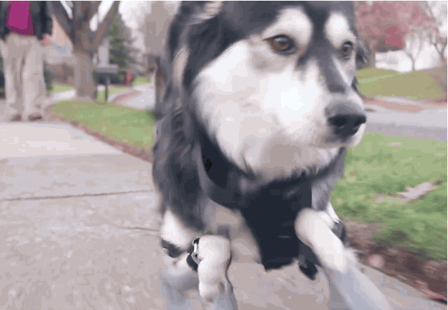 dog-3Dprintedlegs