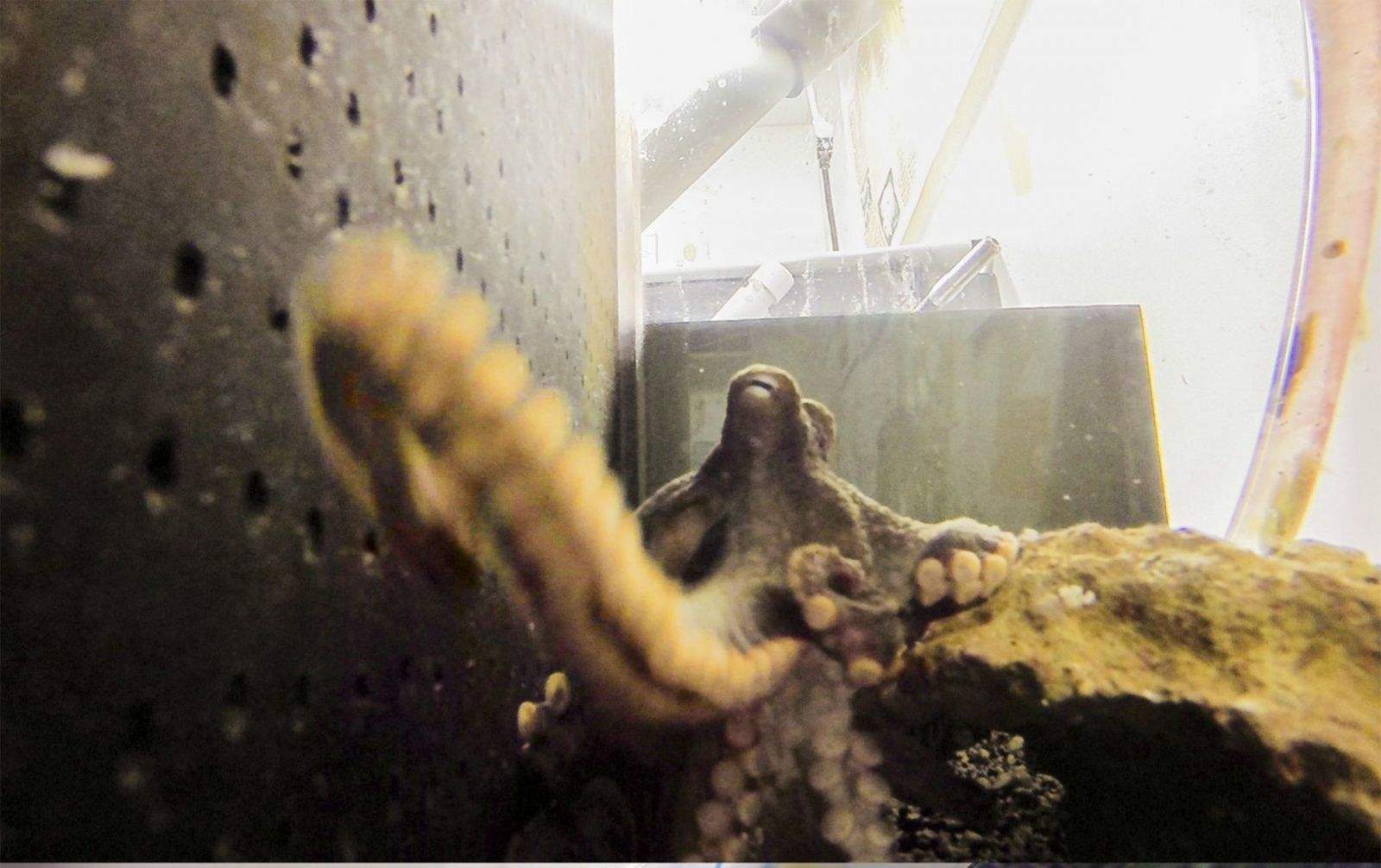 An octopus reacts to a GoPro camera put in its tank by turning it around before trying to eat it. Photo: Benjamin Savard/Middlebury College