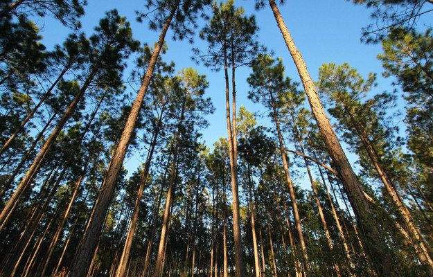 forest