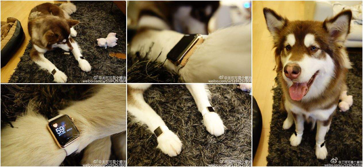 Billionaire's son who bought Apple Watches for his dog lands on China's 'discredited' list