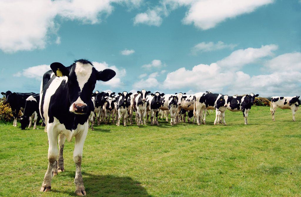 Moo Cows by Matt Northam