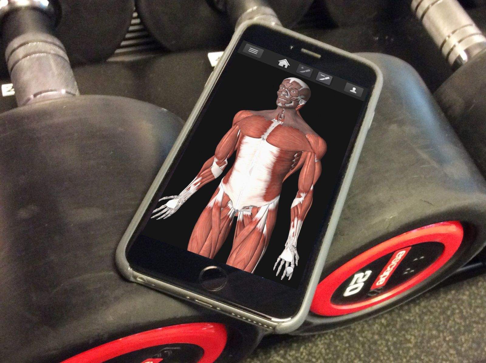 iMuscle's anatomical models look a bit leaner than I had in mind.