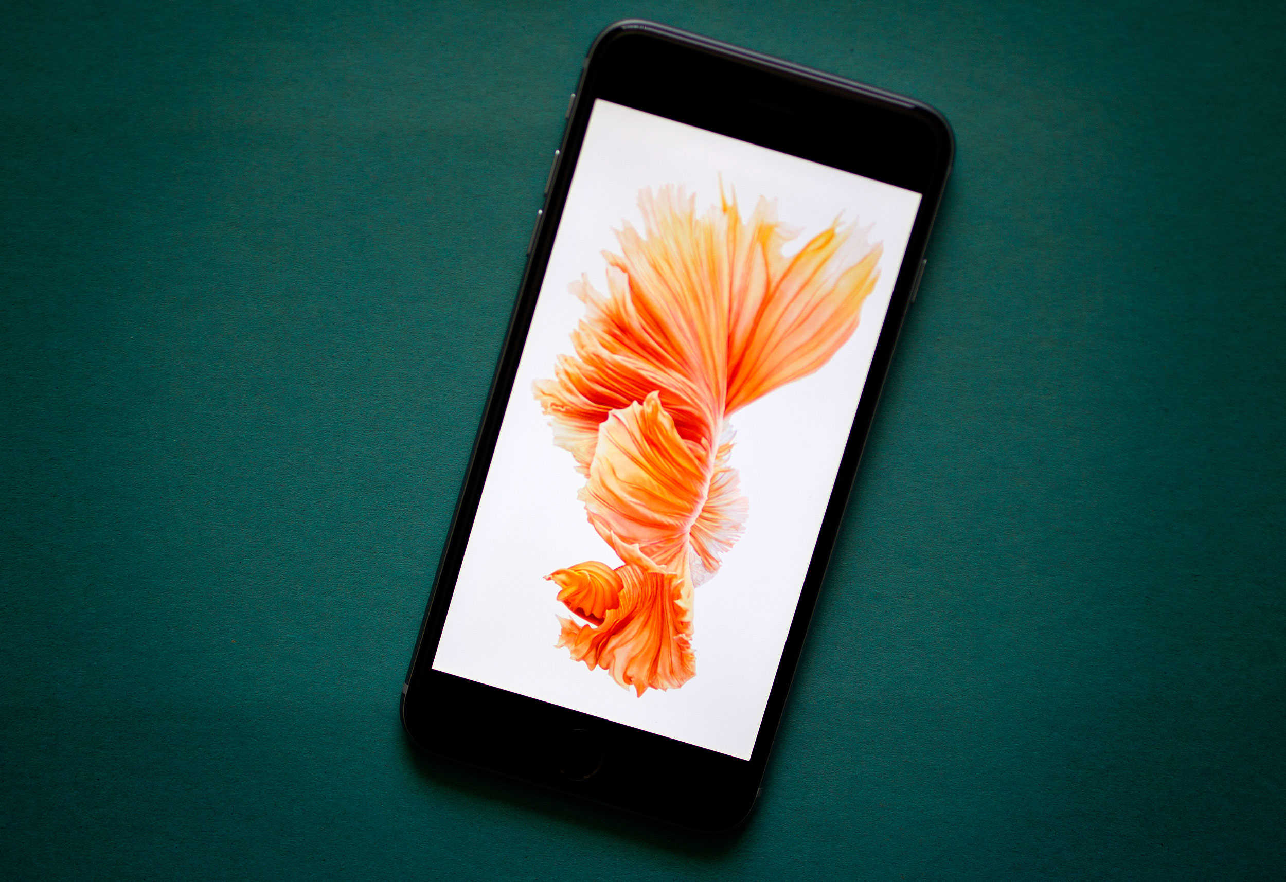 The iPhone isn't ditching LCD screens.