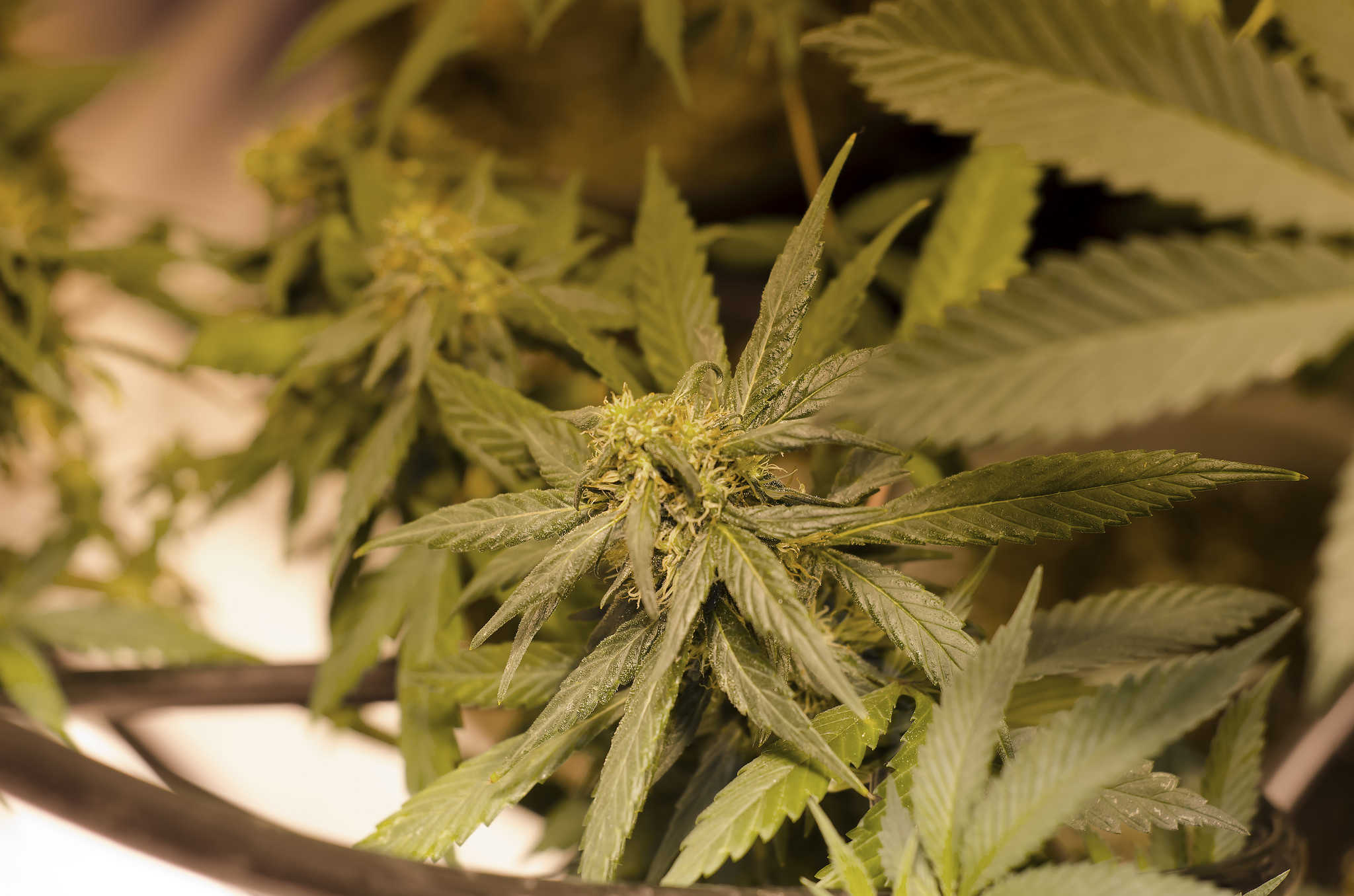 This is a totally legal grow, ok?
