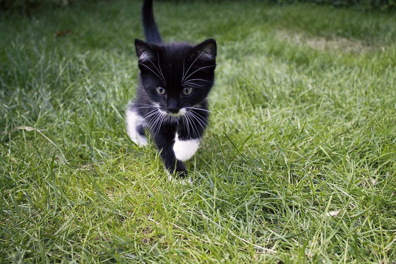 And you want more adorable kittens in the world, don't you?