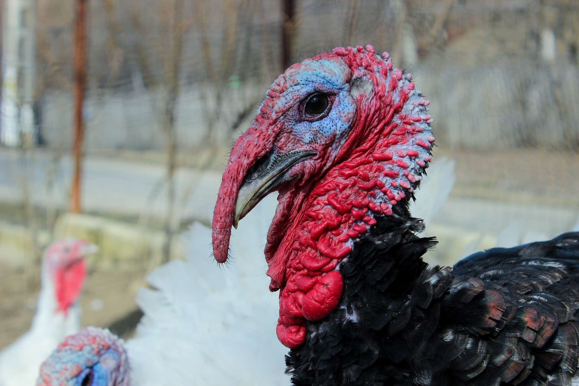 Turkey drone video