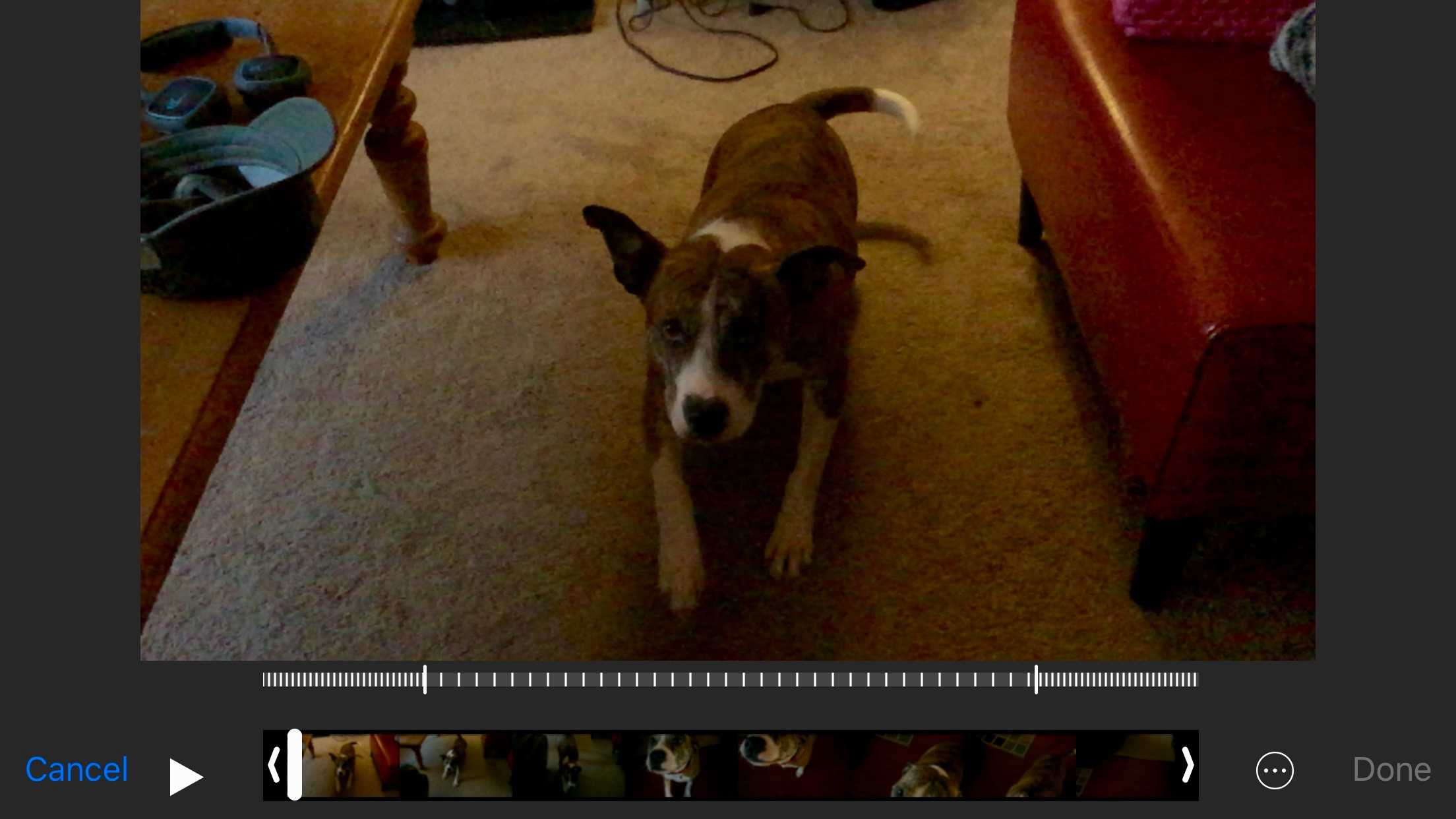 Dogs are good for slo-mo video.