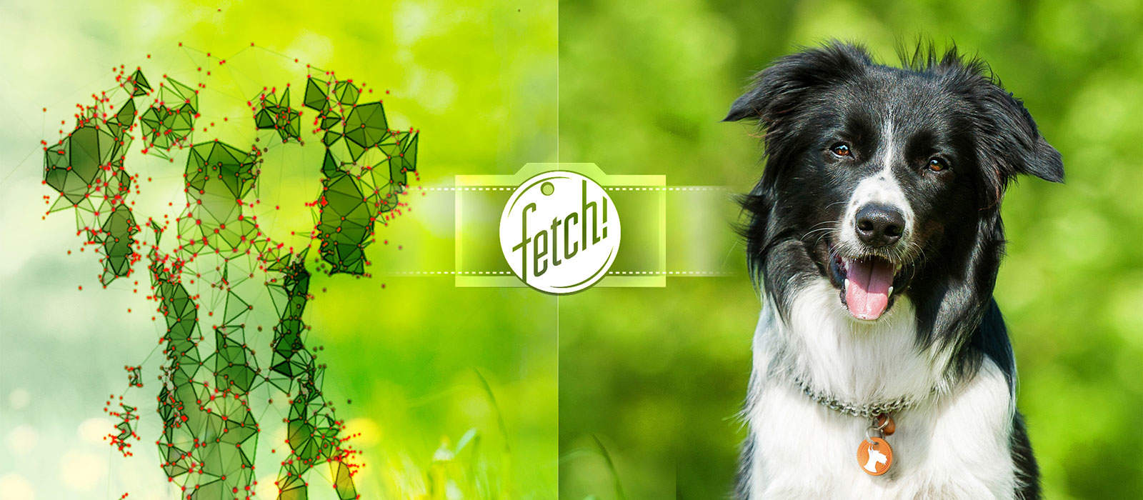 Microsoft's new app can identify dog breeds.
