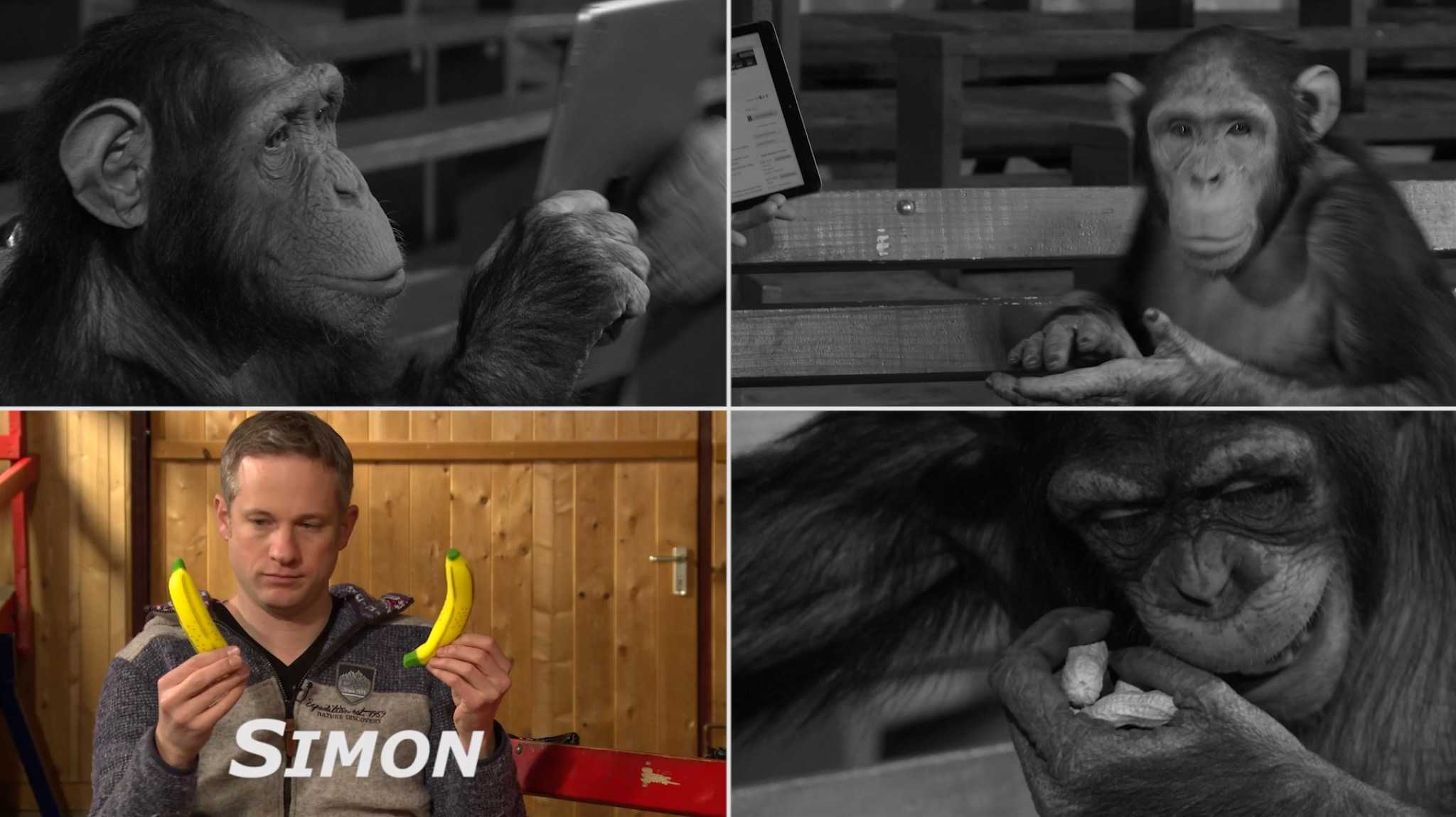 Ipad magic chimps