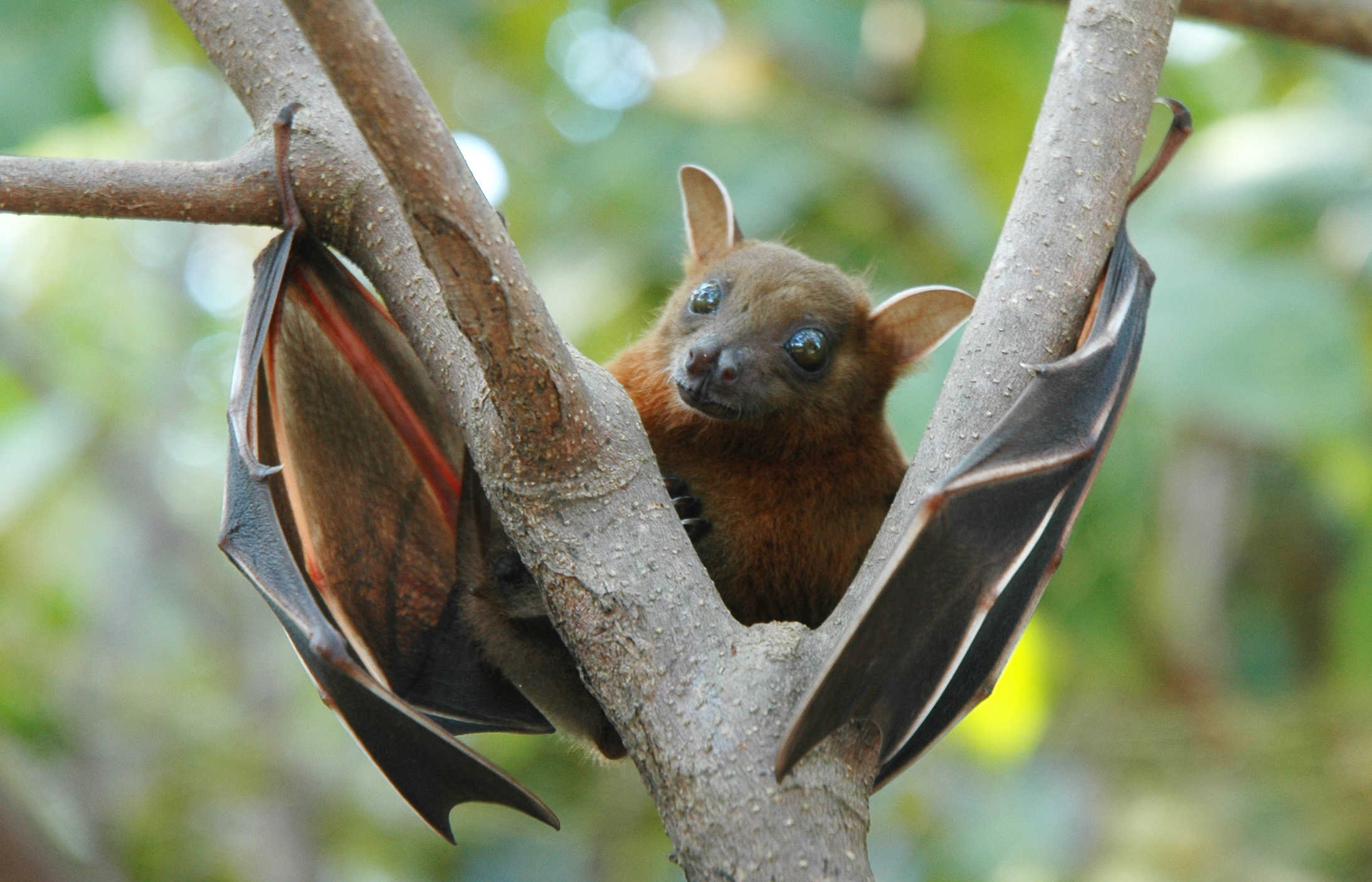 Not an Irish bat, but cute anyway.