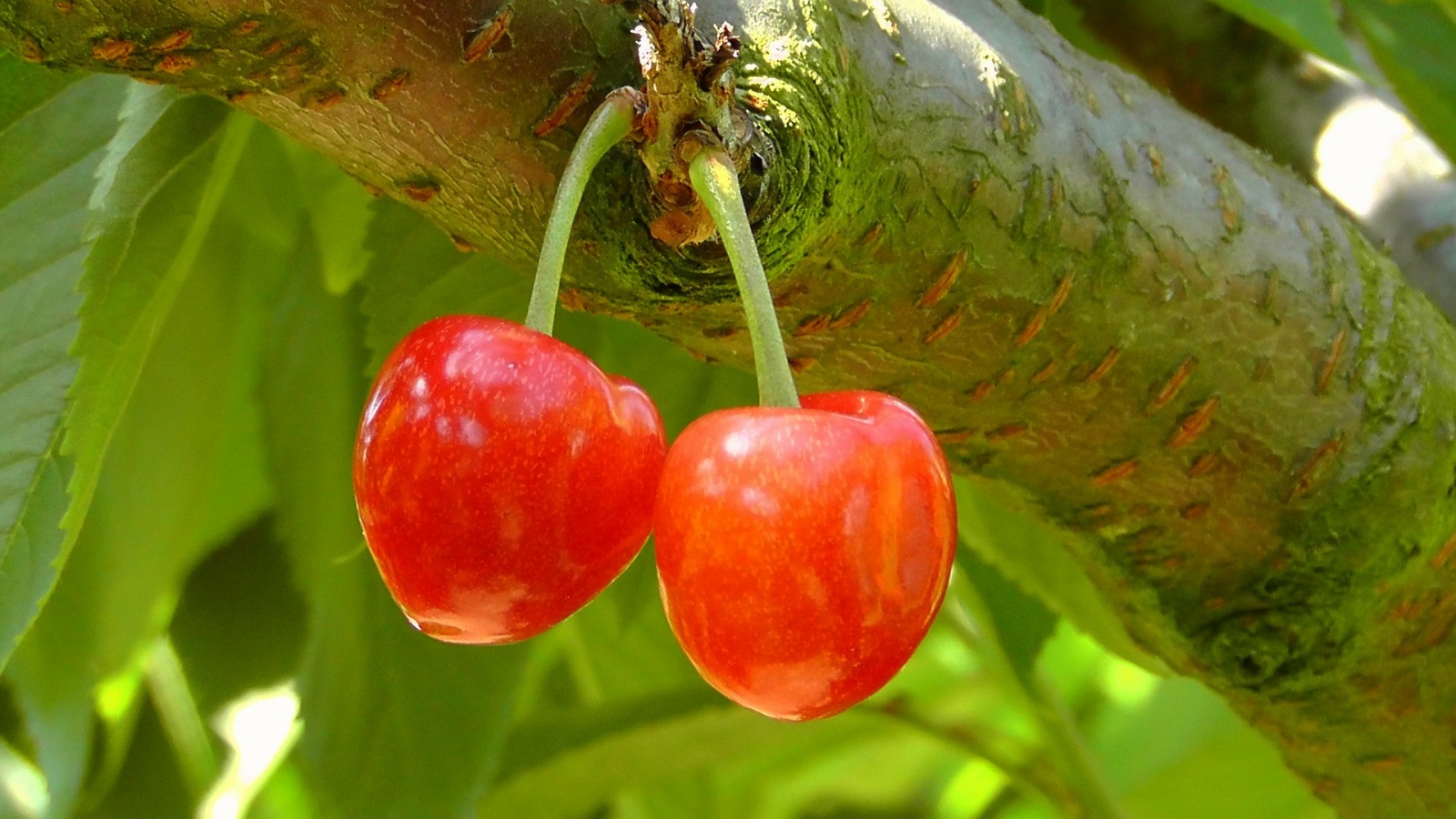 fertility-study-accuses-your-phone-of-spermicide-image-cultofandroidcomwp-contentuploads201602Cherries-by-music4life-jpg
