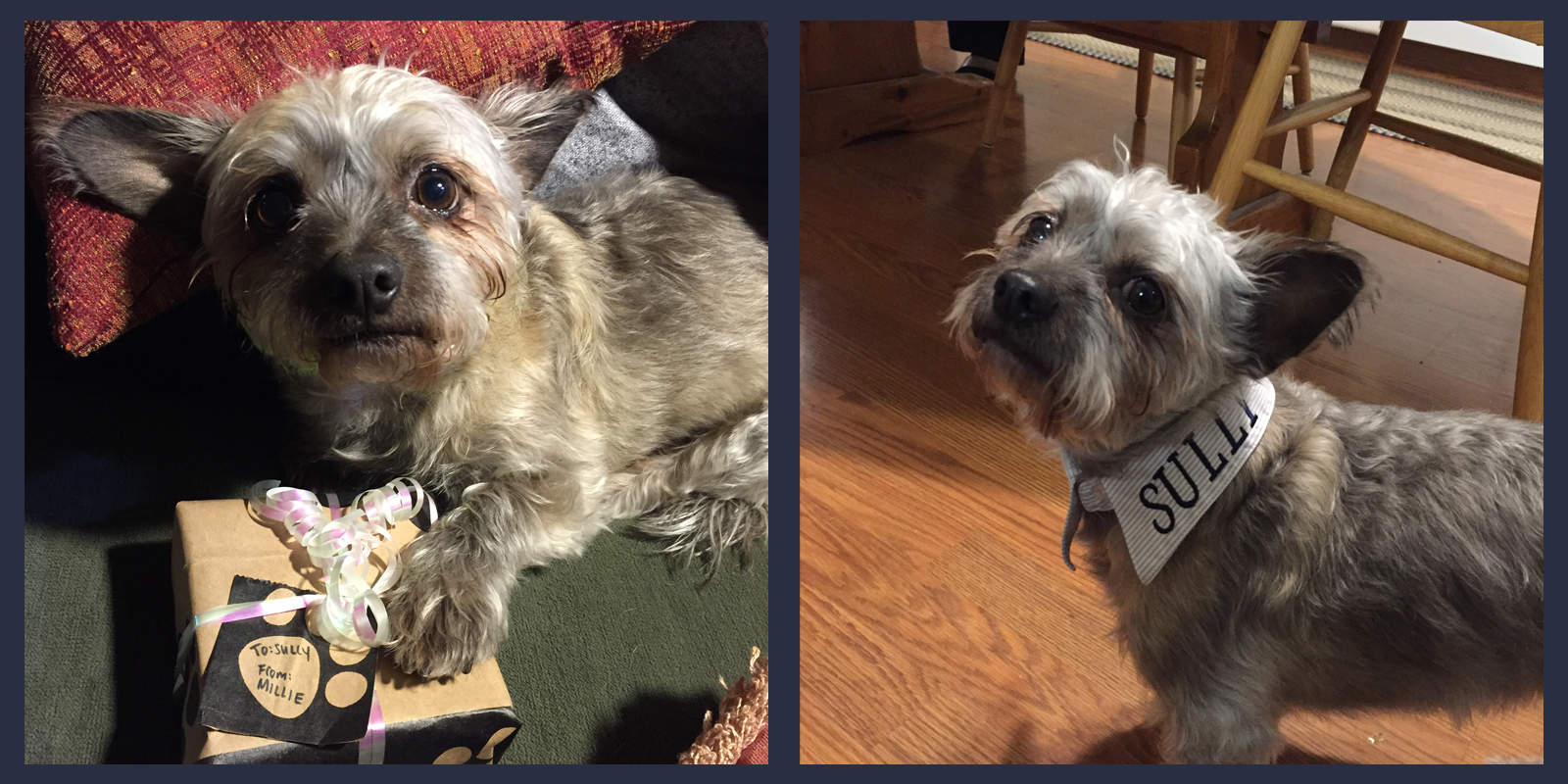 National-Pet-Day