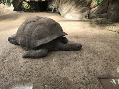 A turtle.