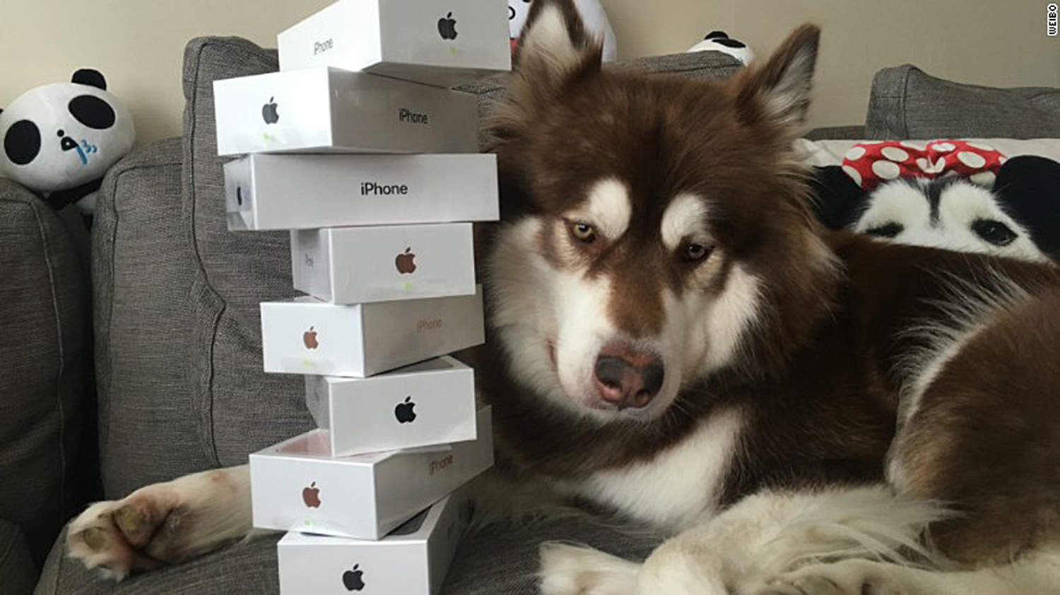 dog