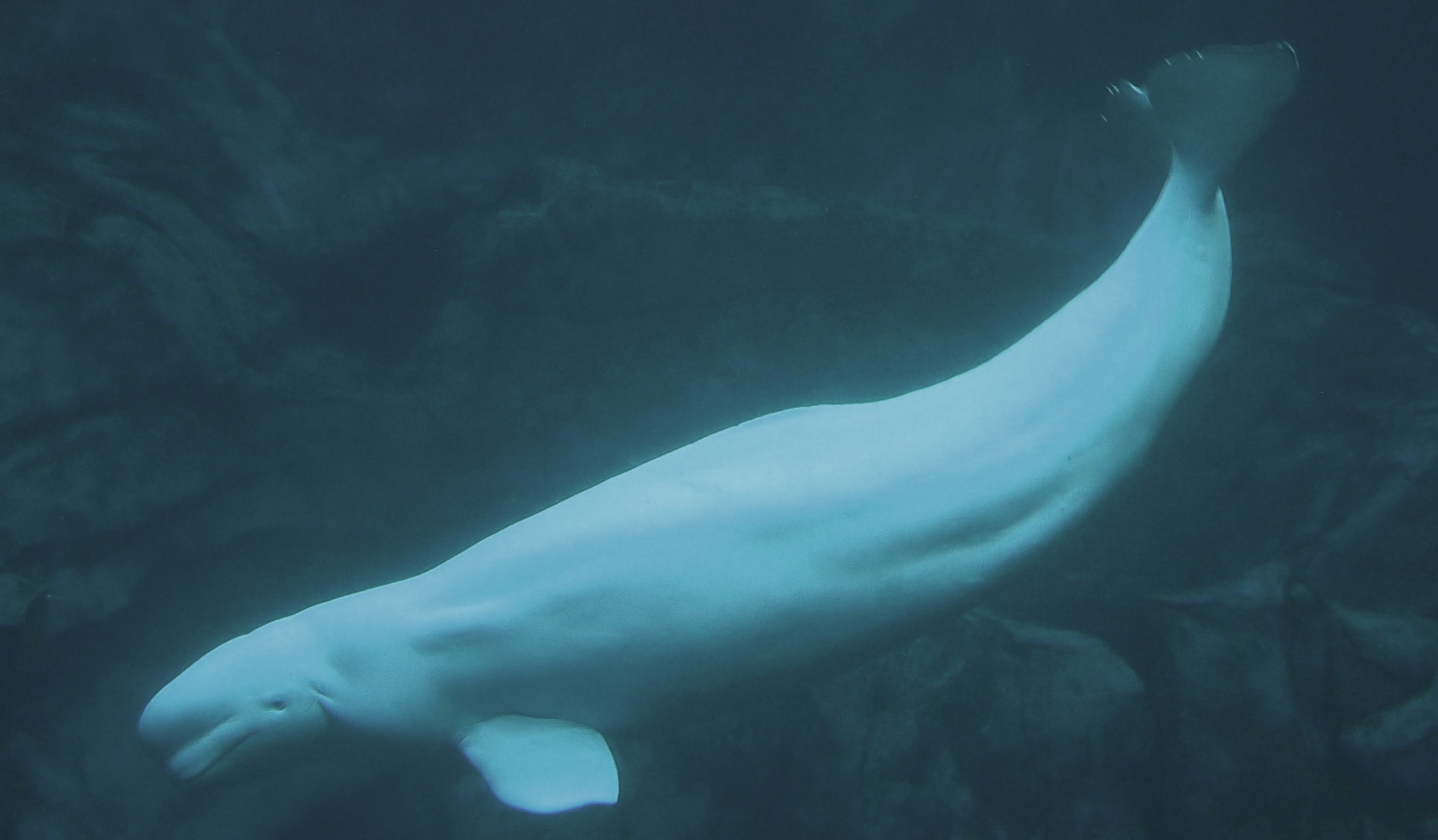 Beluga whale