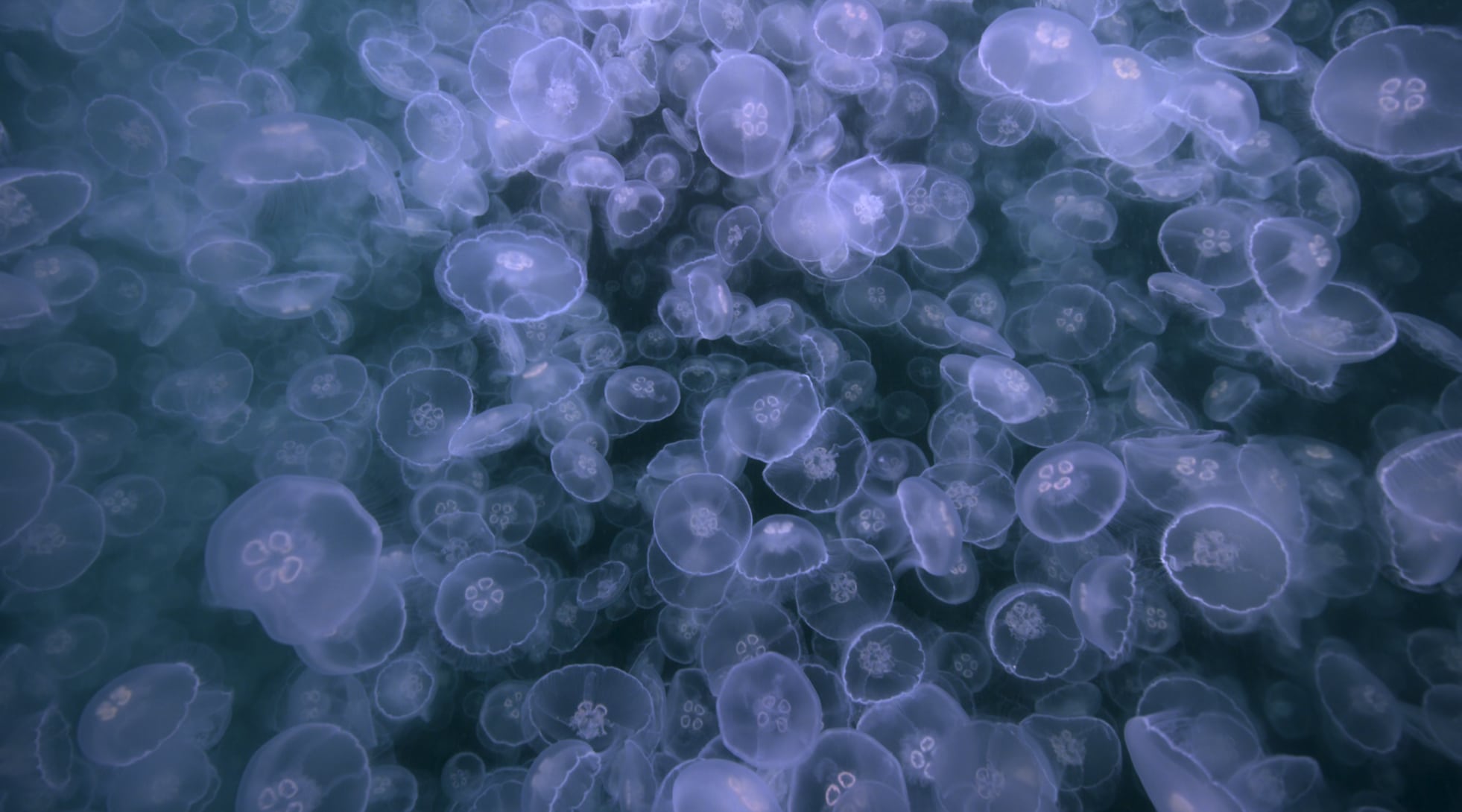 Apple-TV-jellyfish