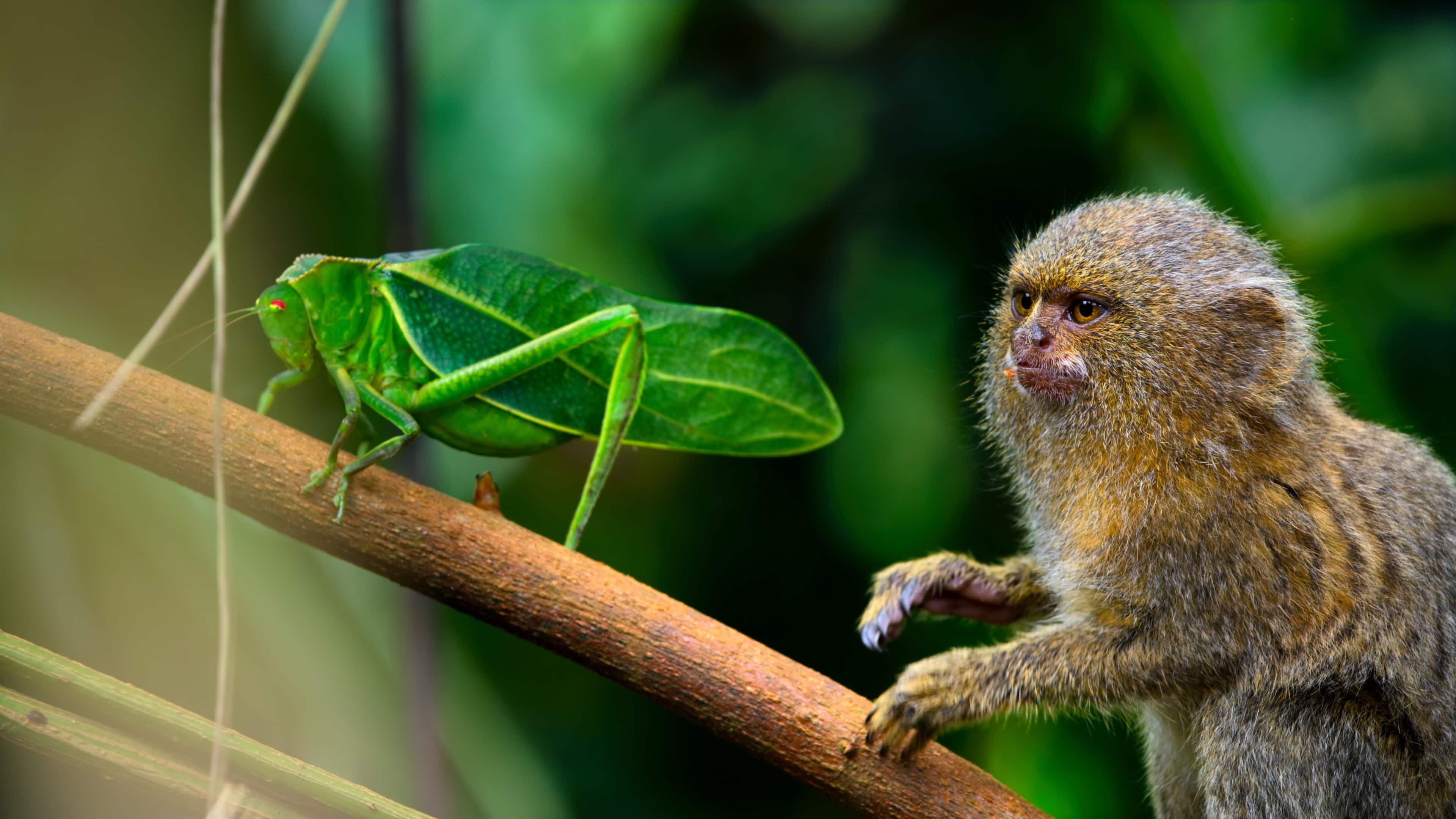 An Apple TV+ documentary called ‘Tiny World’ debuted this autumn.