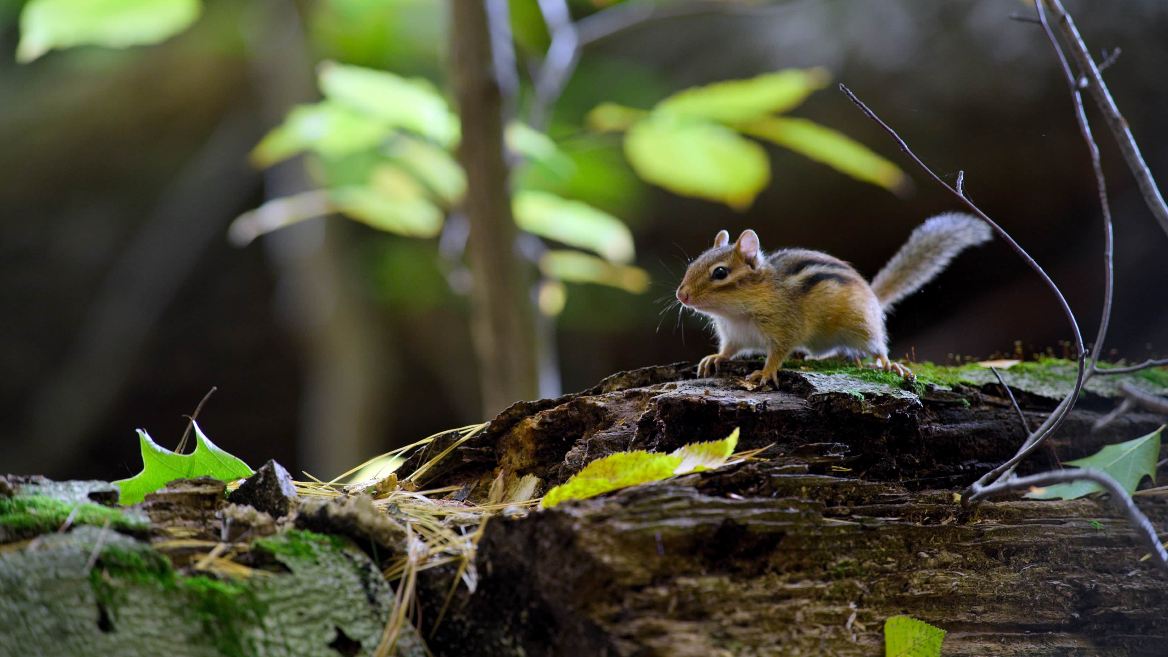 ‘Tiny World’ and ‘Earthsound’ are cutting-edge Apple TV+ documentaries.