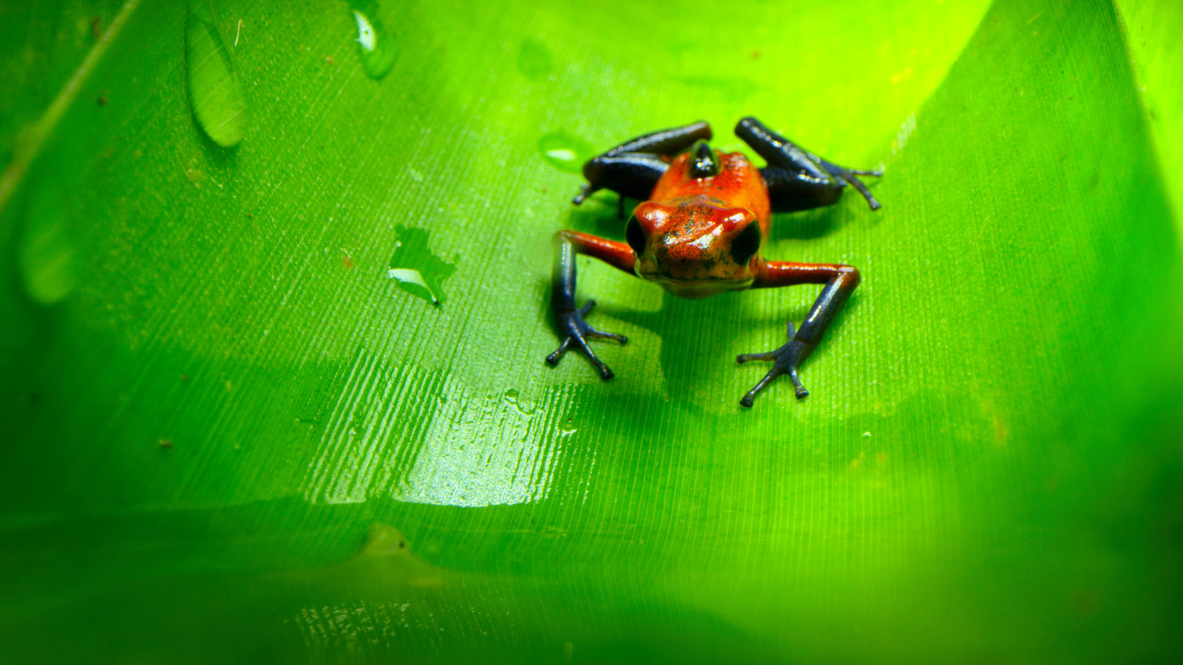 Tiny World making of: Turns out these tiny frogs are grapplers.