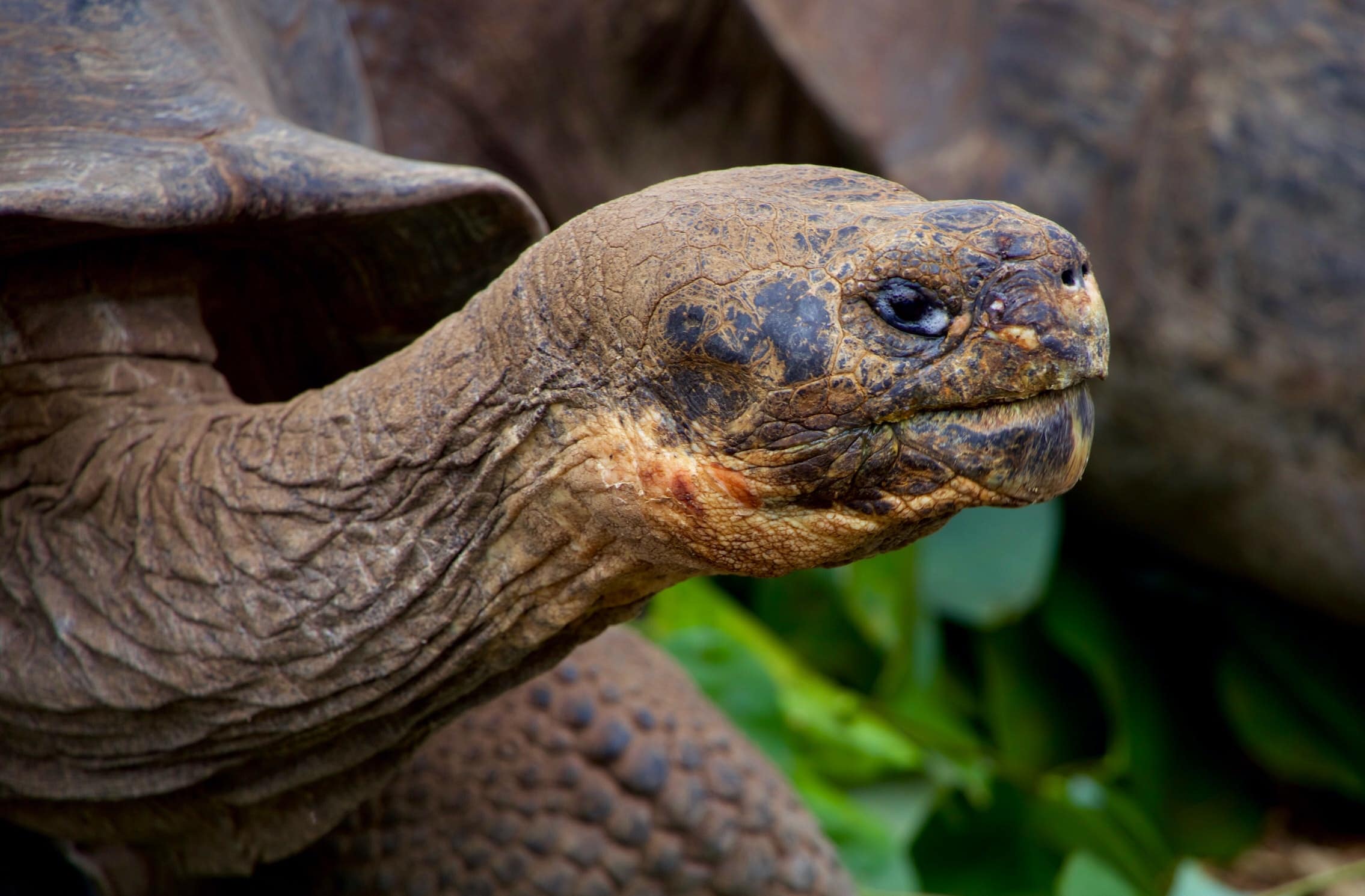 Tortoise