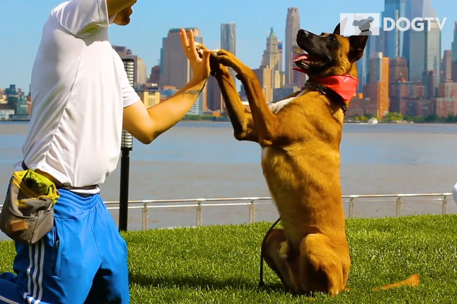 DOGTV